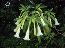 Brugmansia arborea