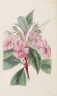 Impatiens platypetala