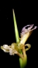 Ischnosiphon gracilis