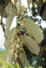 Pterospermum diversifolium