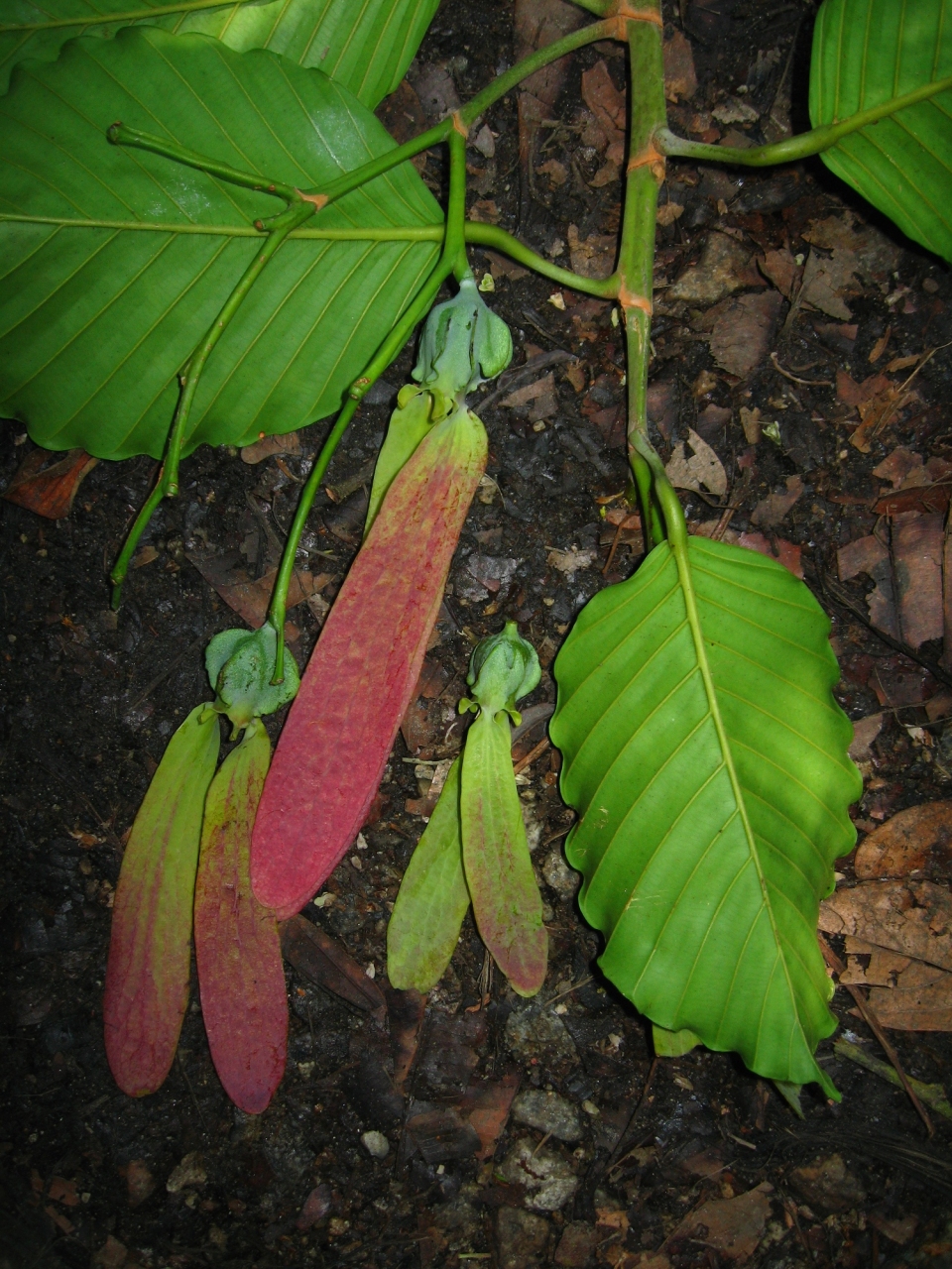 Dipterocarpus kunstleri