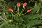 Bauhinia madagascariensis