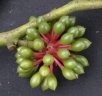 Guatteria amplifolia