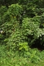 Merremia vitifolia