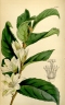 Smeathmannia pubescens
