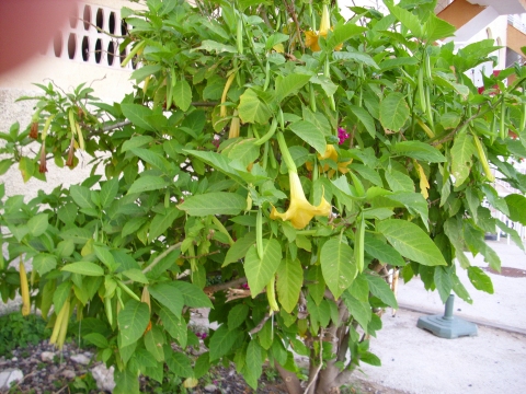 Brugmansia arborea