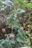 Rubus roseus