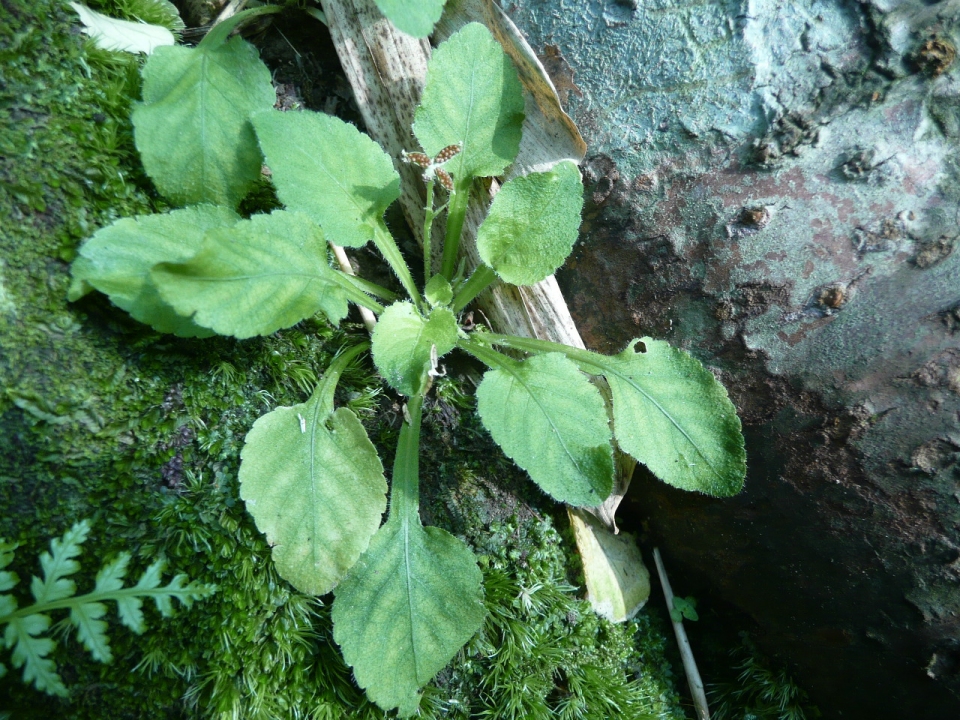 Viola diffusa
