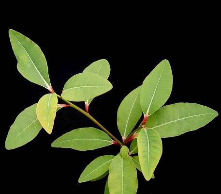 Euphorbia cuneata