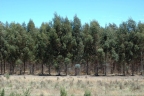 Eucalyptus obliqua