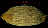 Attalea butyracea