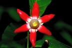 Uvaria macrophylla