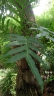 Drynaria quercifolia