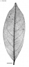 Ormosia ormondii