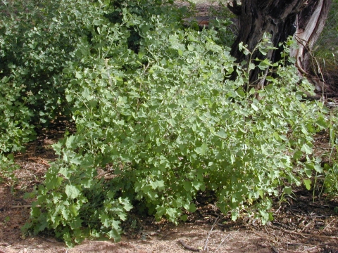 Chenopodium oahuense