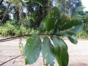 Elaeocarpus dolichostylus