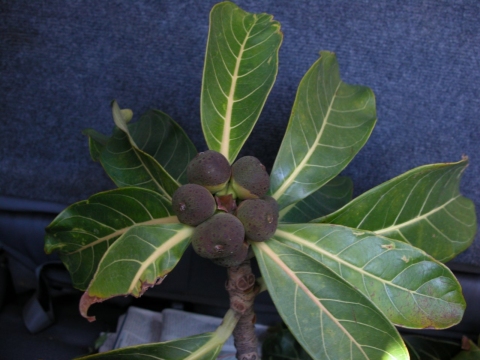 Ficus obtusifolia
