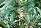 Podocarpus coriaceus