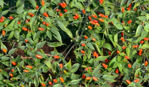 Capsicum chacoense