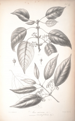 Acer laurinum