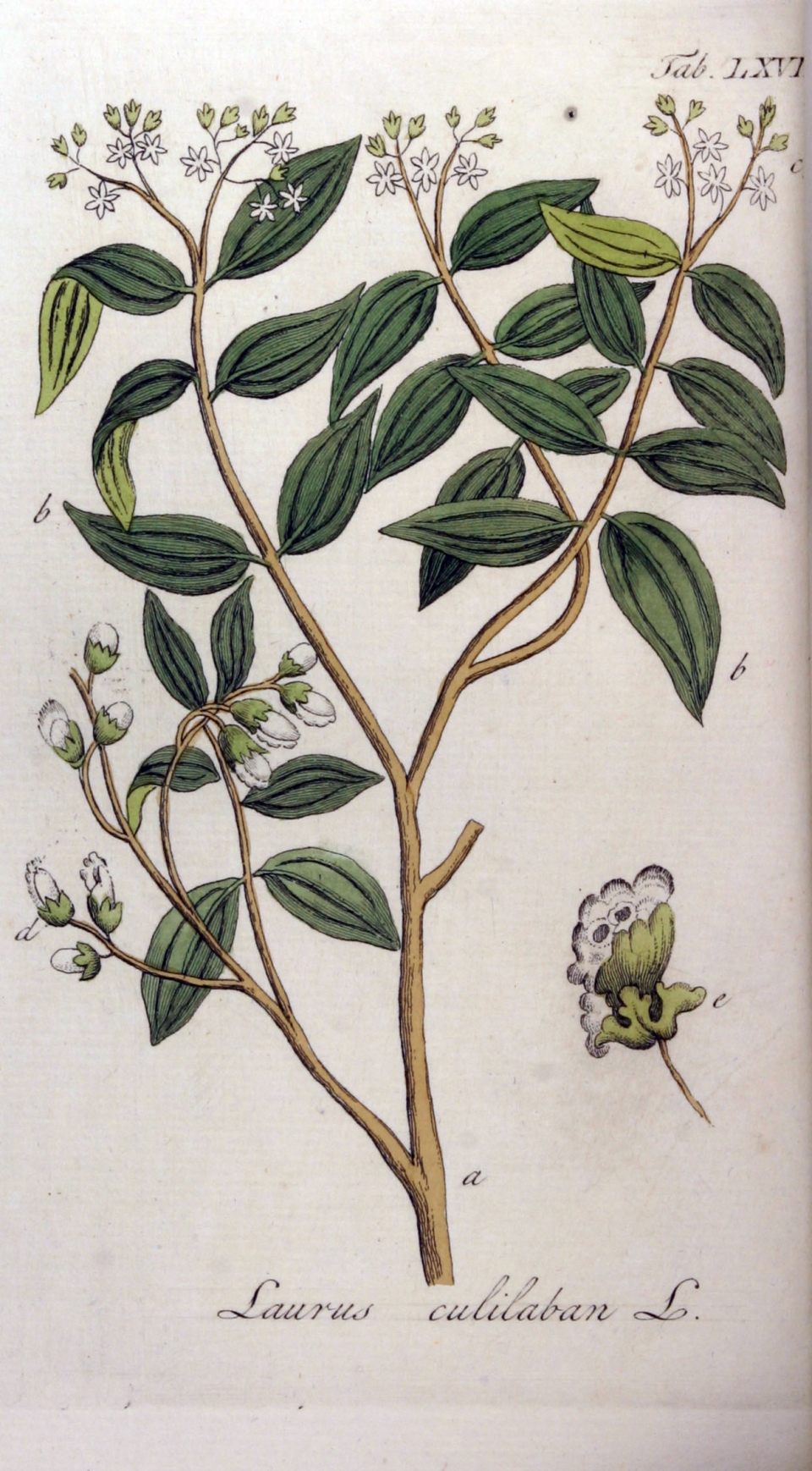 Cinnamomum culitlawan