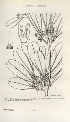 Labourdonnaisia madagascariensis