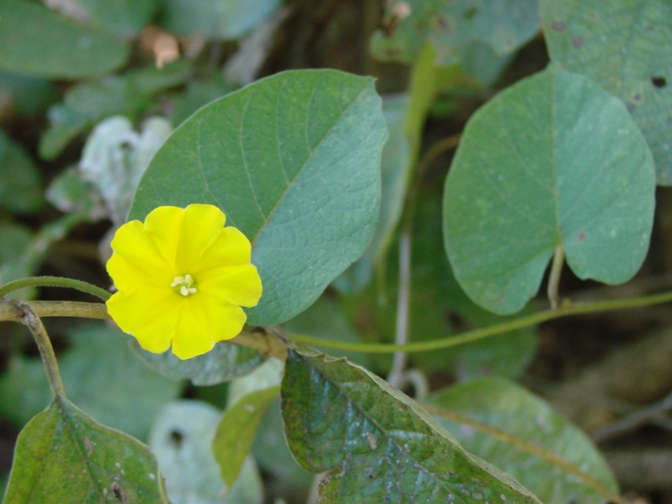 Merremia umbellata