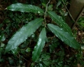 Drypetes natalensis