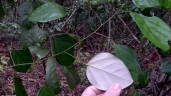Chondrodendron platiphyllum