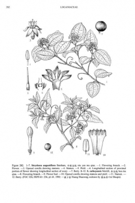 Strychnos angustiflora