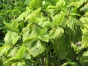 Touchardia latifolia