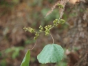 Macaranga trichocarpa