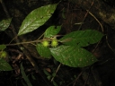 Hancea acuminata