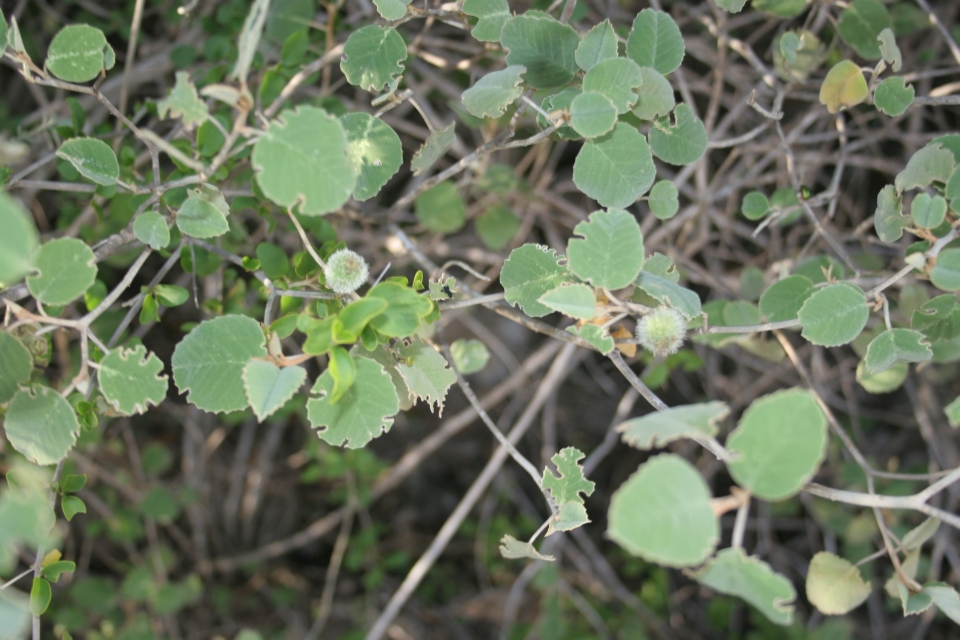 Croton cotoneaster