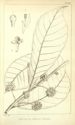Scyphocephalium mannii
