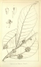 Scyphocephalium mannii