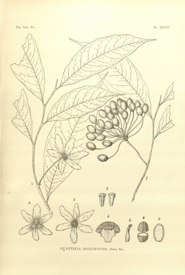 Guatteria dolichopoda