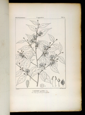 Capparis pyrifolia