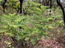 Dalbergia miscolobium