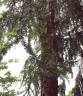 Araucaria hunsteinii
