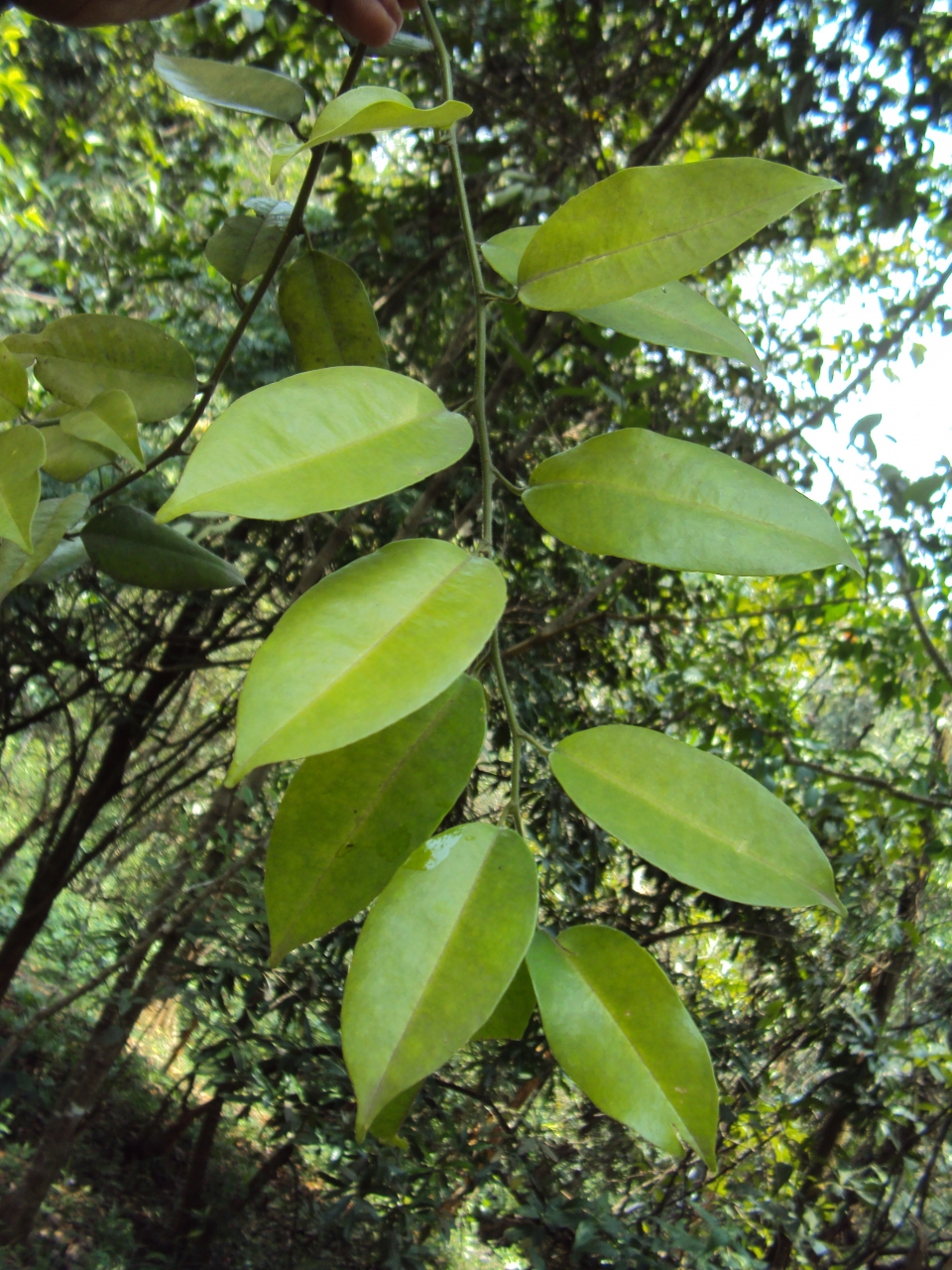 Atalantia monophylla