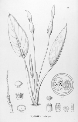Xanthosoma striatipes