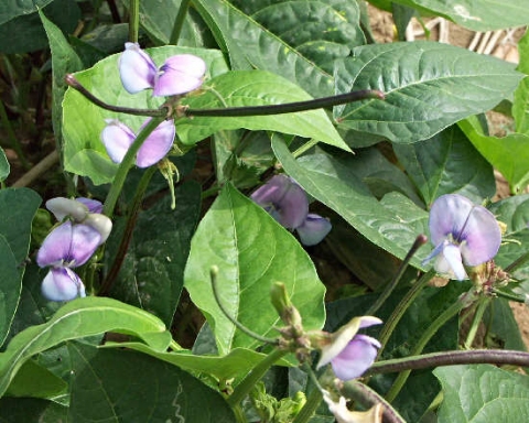 Vigna unguiculata stenophylla