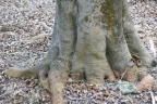 Elaeodendron orientale