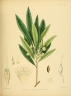 Madhuca neriifolia