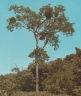 Albizia inundata