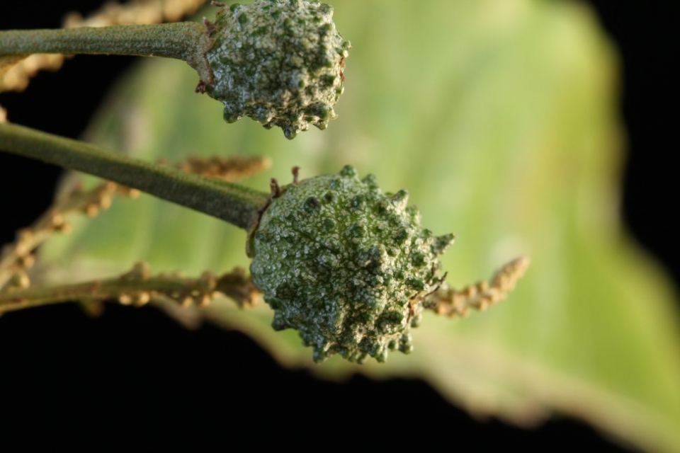 Croton schiedeanus