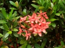 Ixora javanica