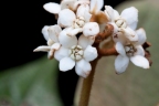 Nectandra reticulata