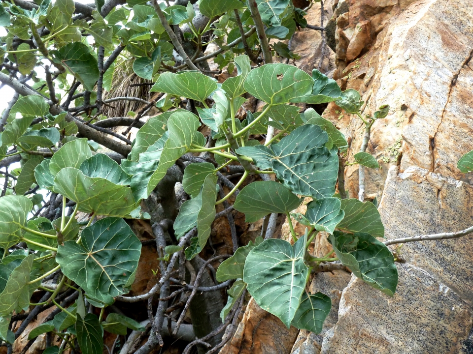 Ficus abutilifolia